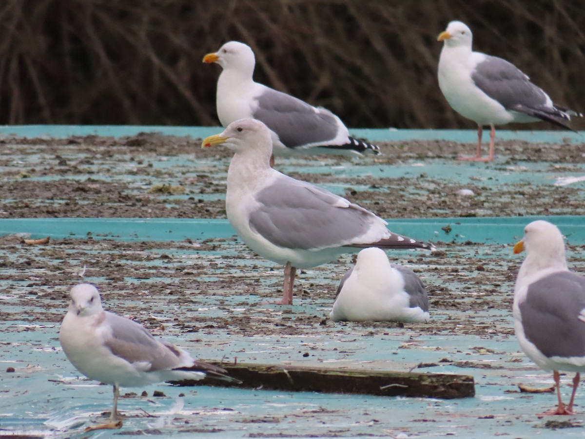 Мартиновий sp. - ML647769710