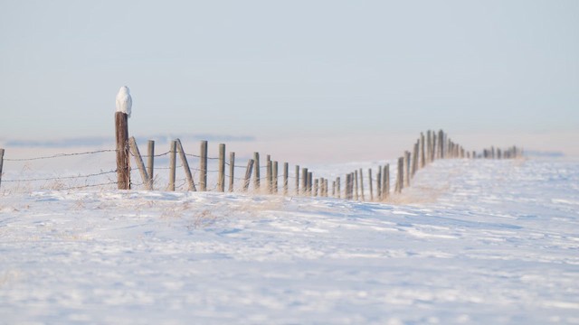 Белая сова - ML647769717