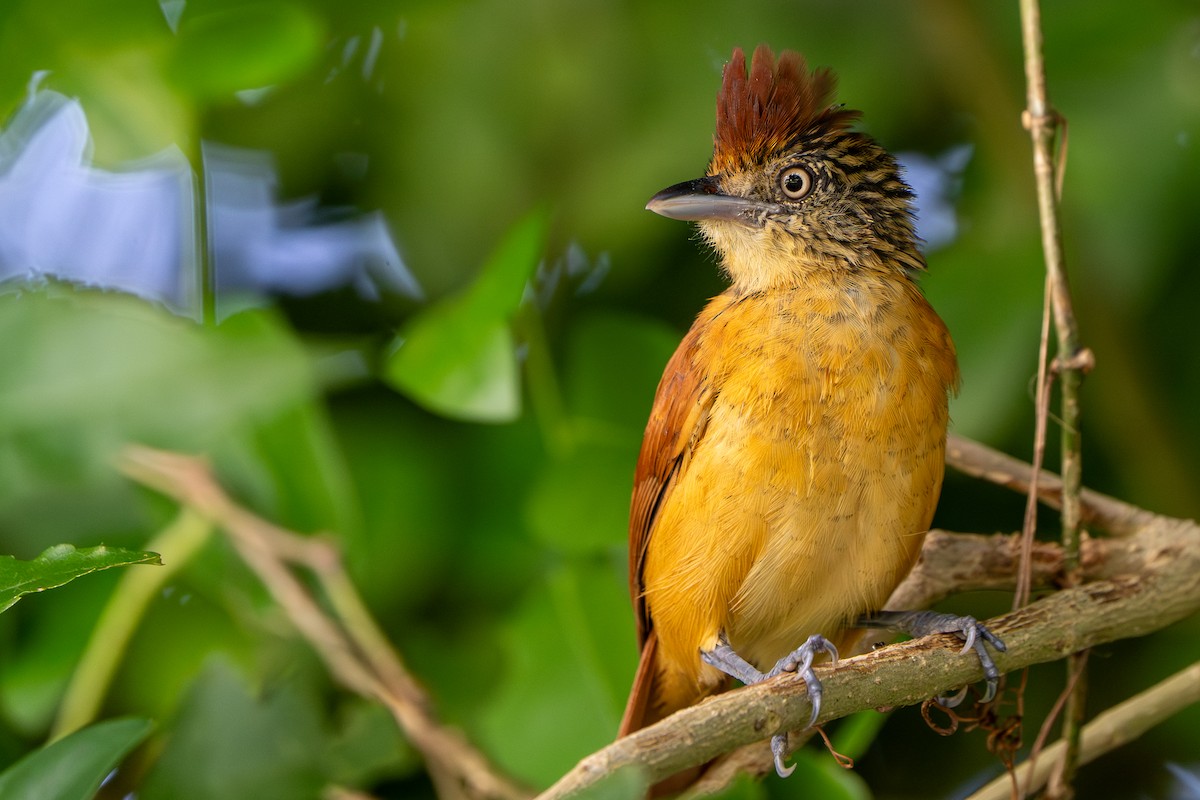 Barred Antshrike - ML647769718