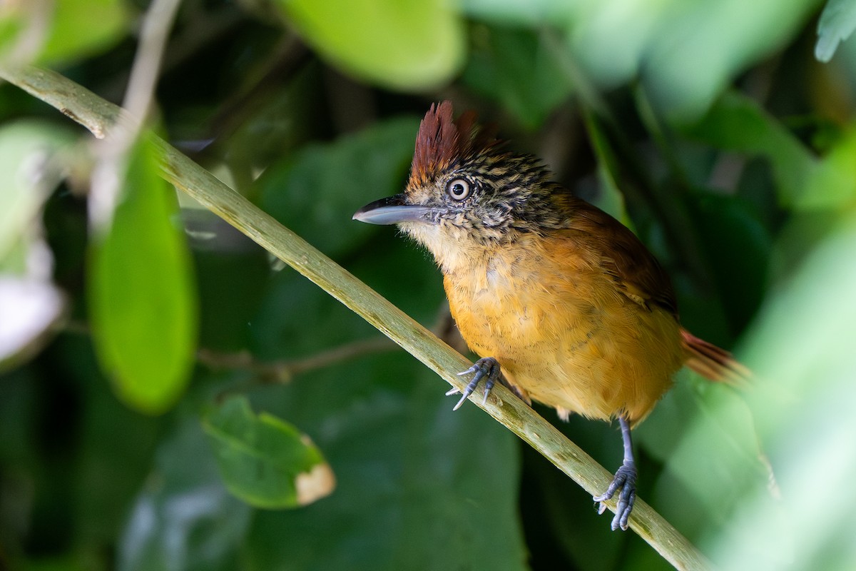 Barred Antshrike - ML647769719