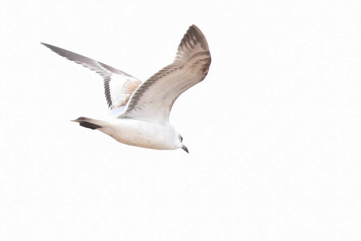 Mediterranean Gull - ML647769726