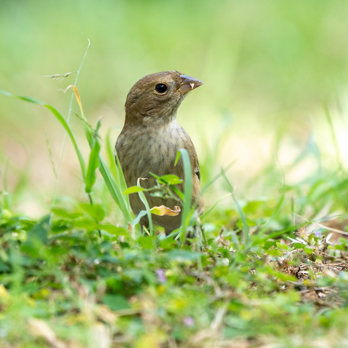 Indigo Bunting - ML647769738