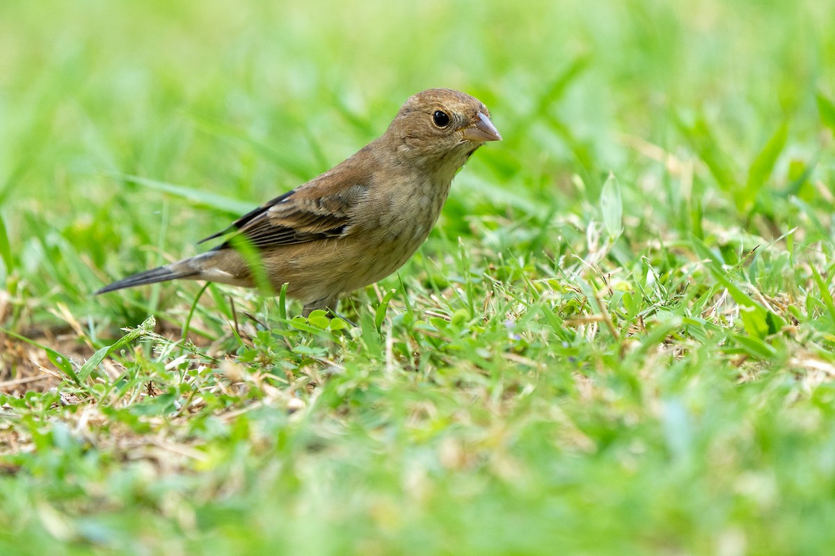 Indigo Bunting - ML647769739