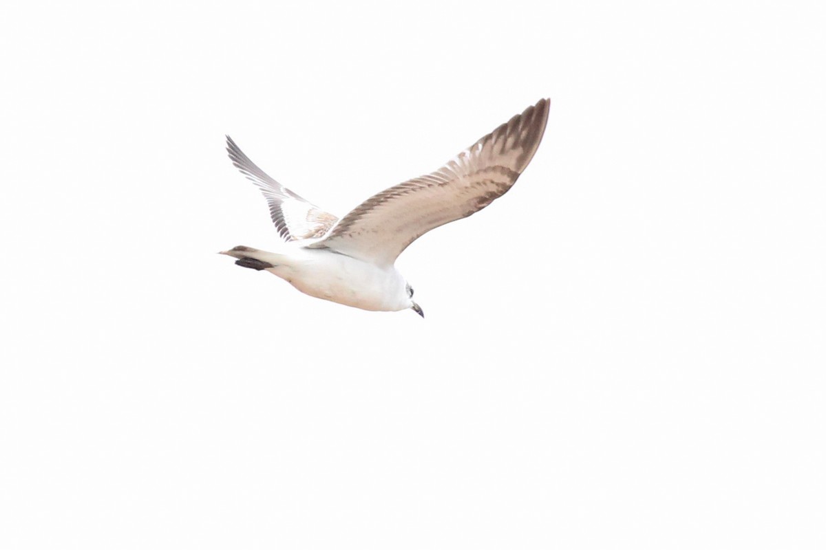 Mediterranean Gull - ML647769744