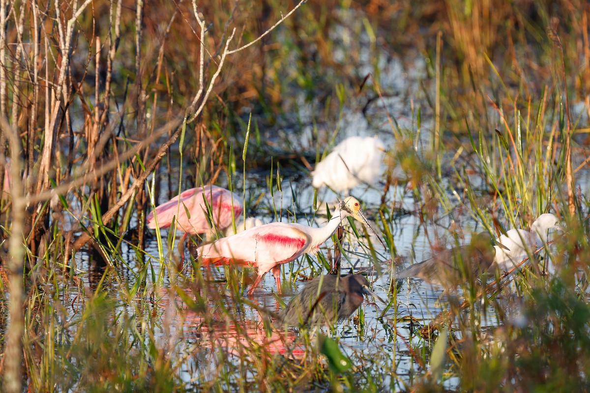 Espátula Rosada - ML647769746