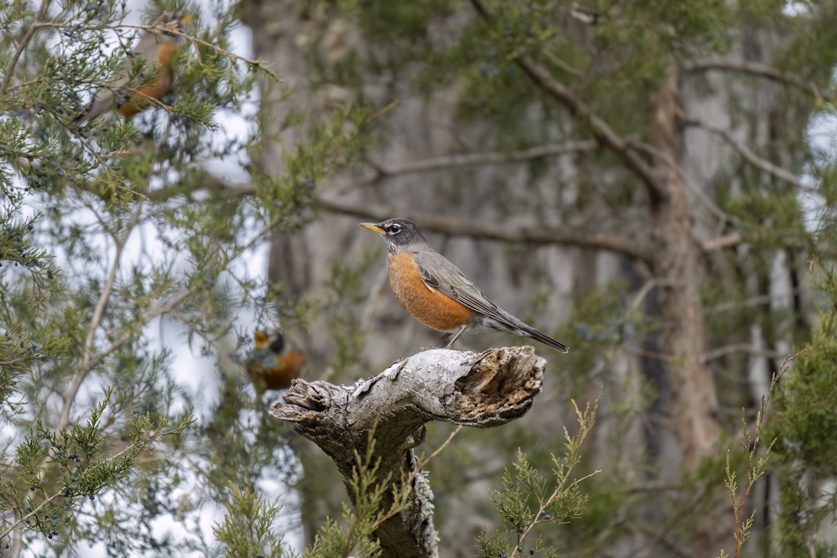 American Robin - ML647769748