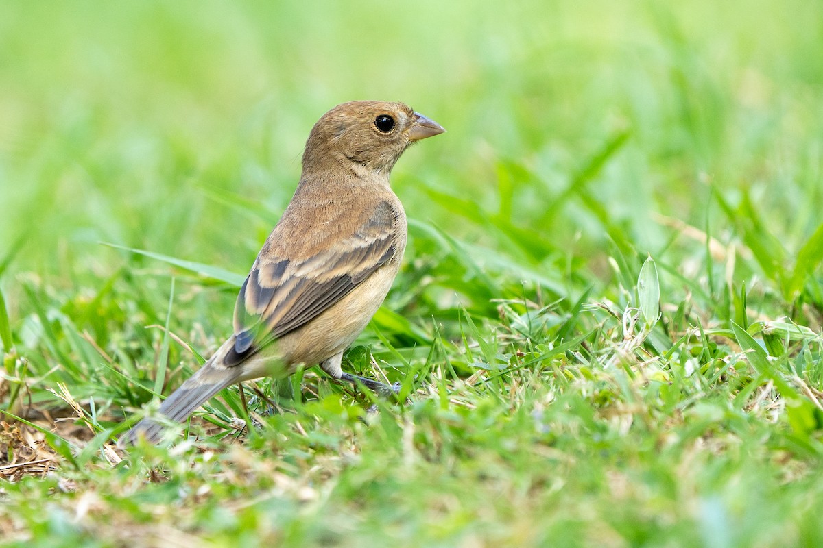 Indigo Bunting - ML647769771
