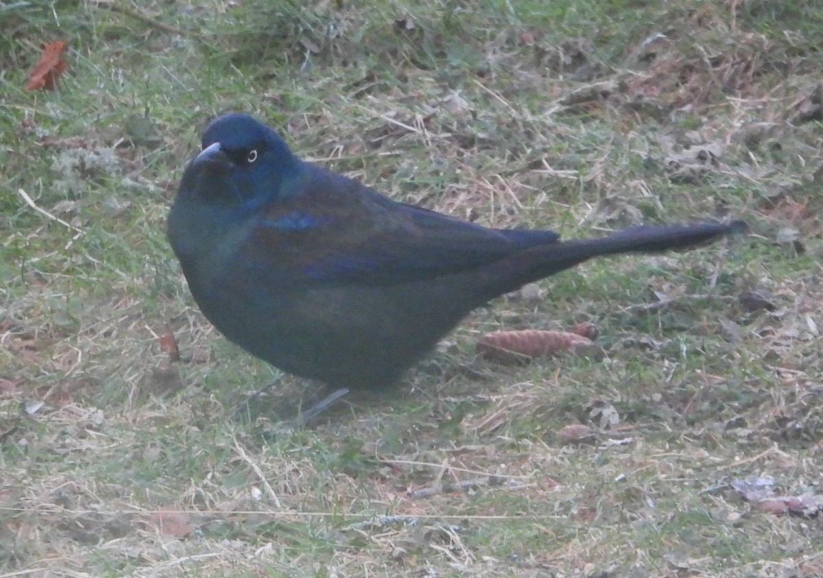 Common Grackle - ML647769772