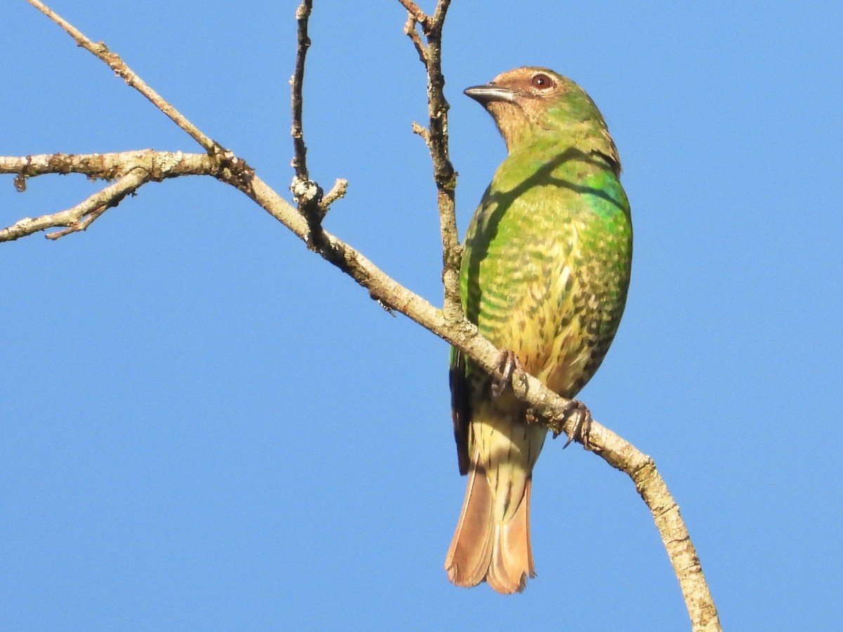 Swallow Tanager - ML647769773