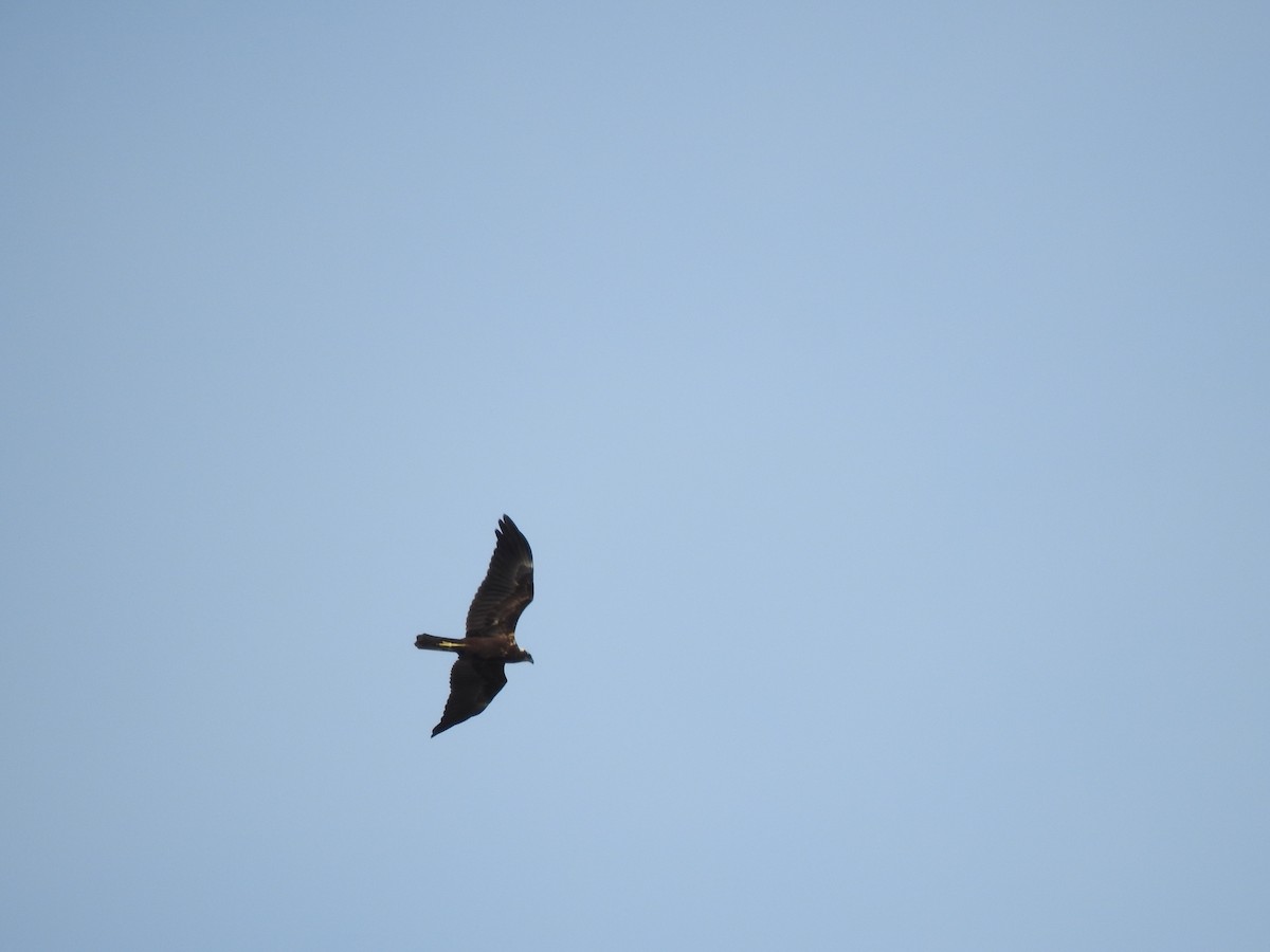 Western Marsh Harrier - ML647769779