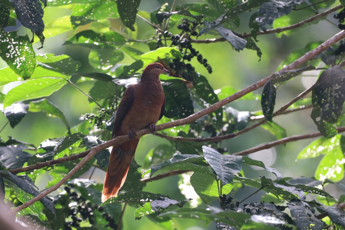 Maronentaube - ML647769814