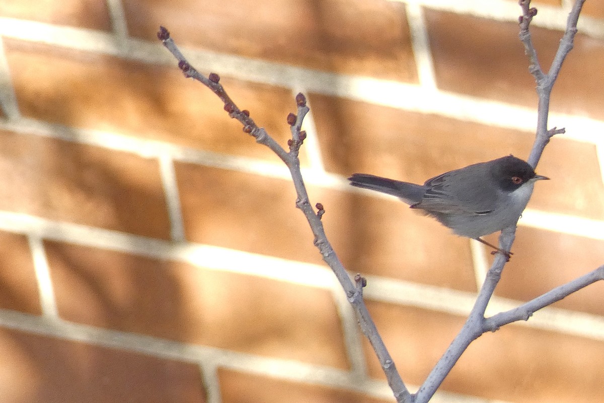 Txinbo burubeltza - ML647769854