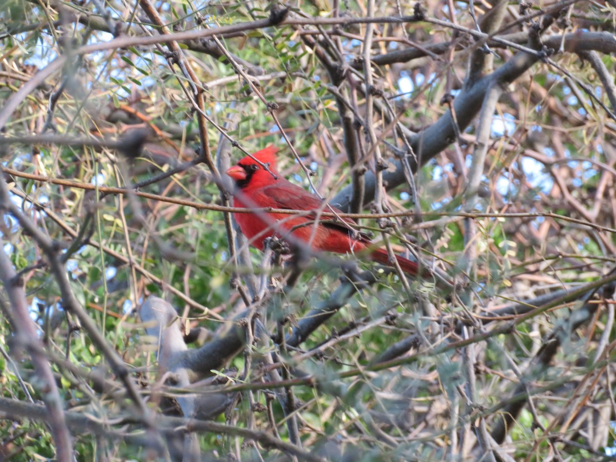 Northern Cardinal - ML647769870