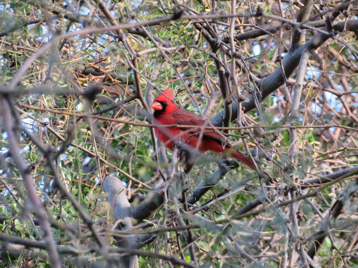 Northern Cardinal - ML647769871