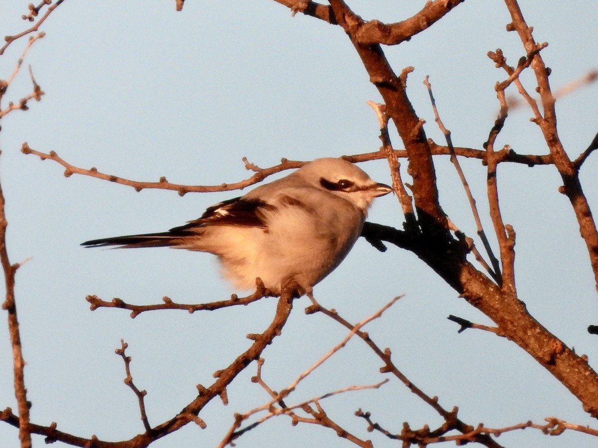 Northern Shrike - ML647769882