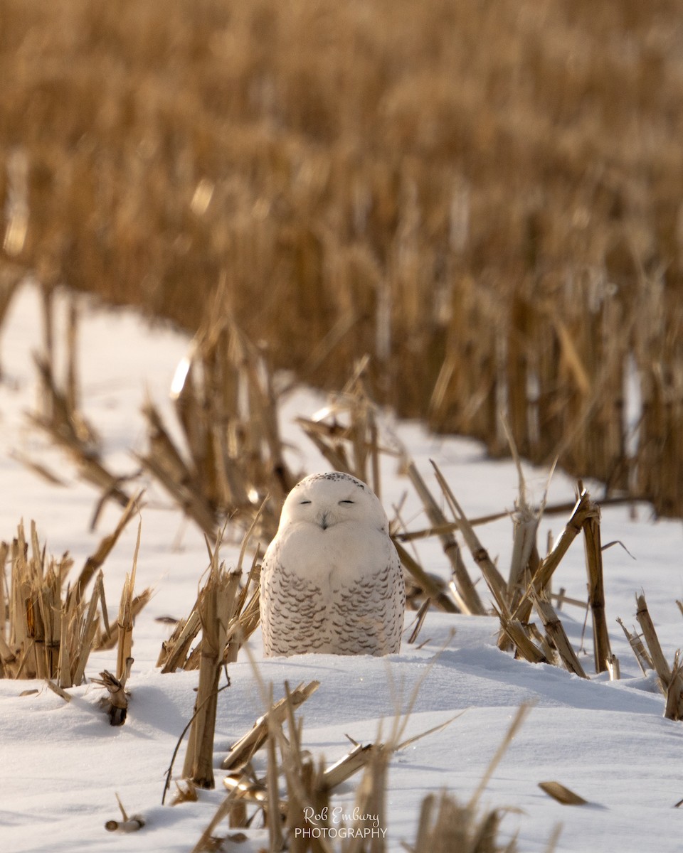 Snowy Owl - ML647769944
