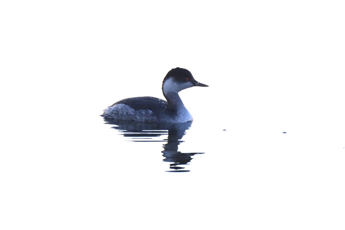 Eared Grebe - ML647770070
