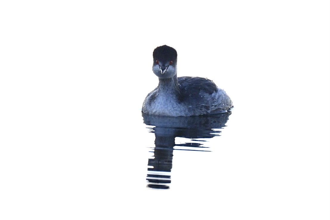 Eared Grebe - ML647770071