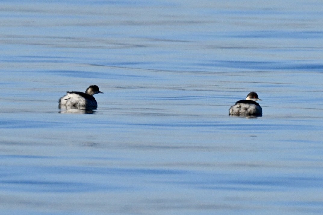 Eared Grebe - ML647770072