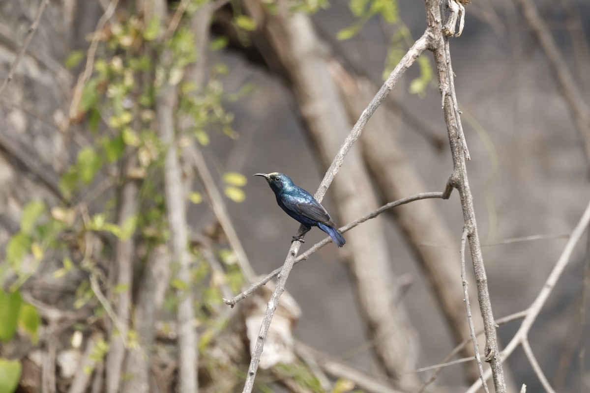 Purple Sunbird - ML647770074