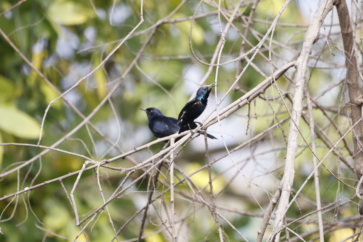 Purple Sunbird - ML647770076