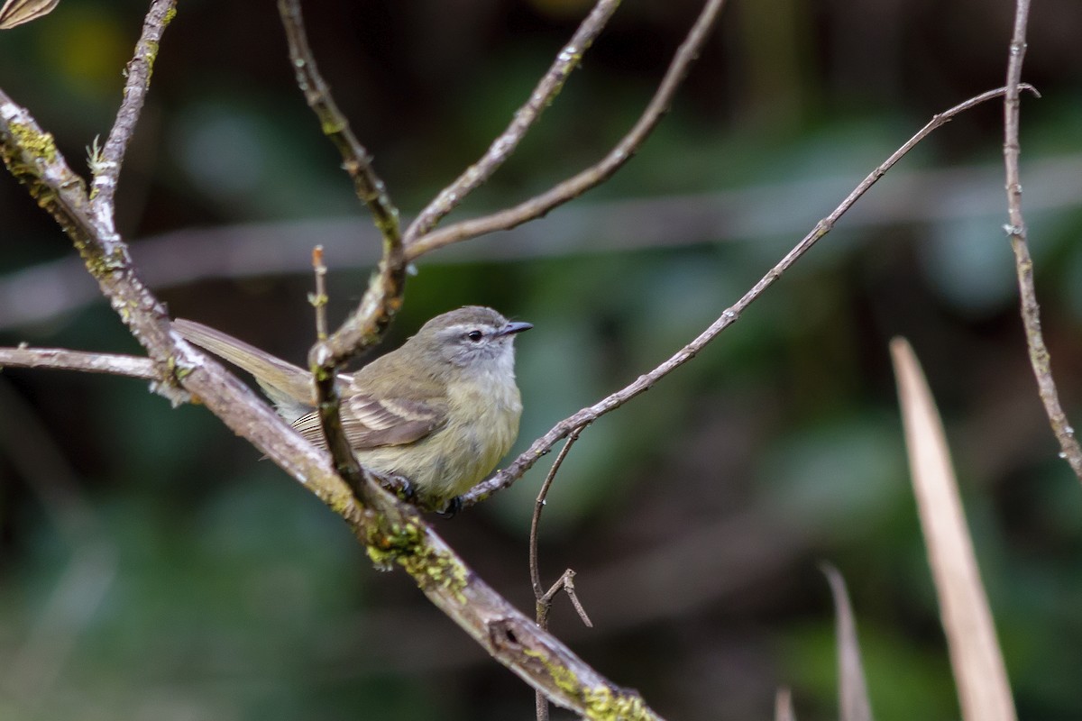 Planalto Tyrannulet - ML647770089