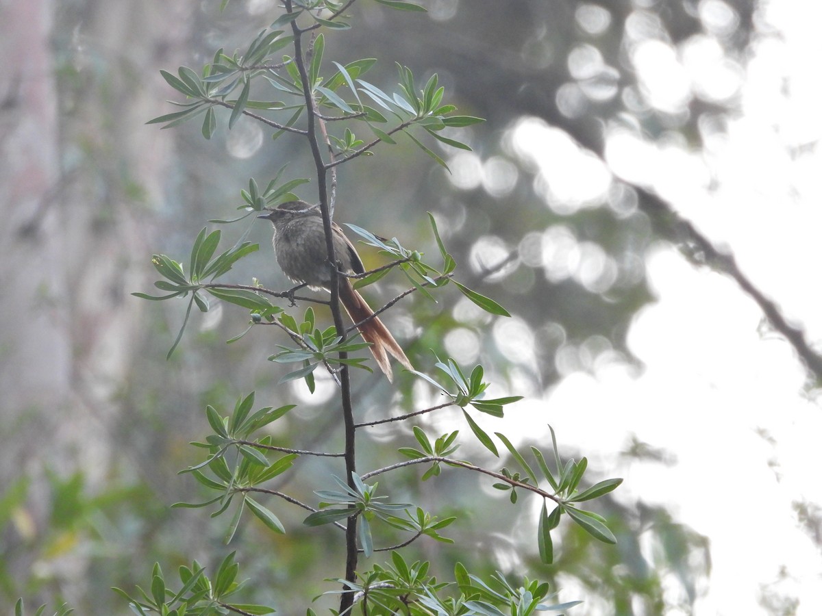 Rusty-fronted Canastero - ML647770110
