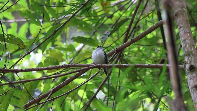 Brown Tinamou - ML647770113
