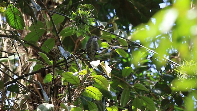 Большой просяночник - ML647770120