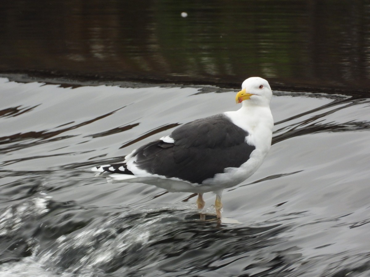 Great Black-backed Gull - ML647770129