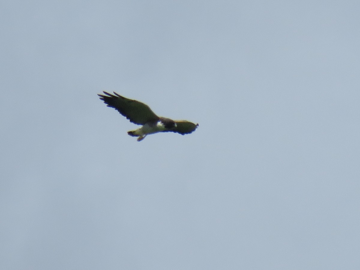 White-tailed Hawk - ML647770130
