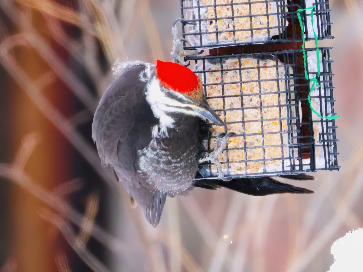 Pileated Woodpecker - ML647770132