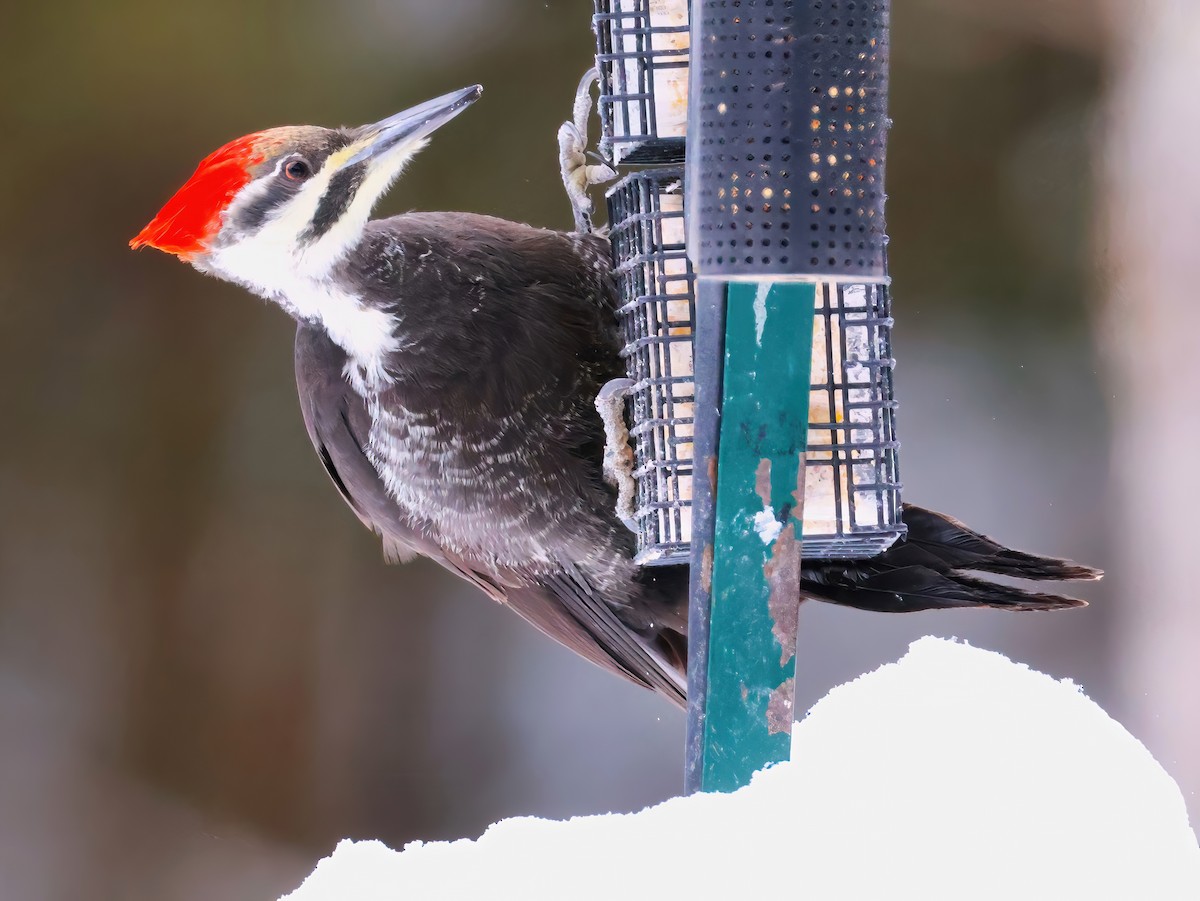 Pileated Woodpecker - ML647770133