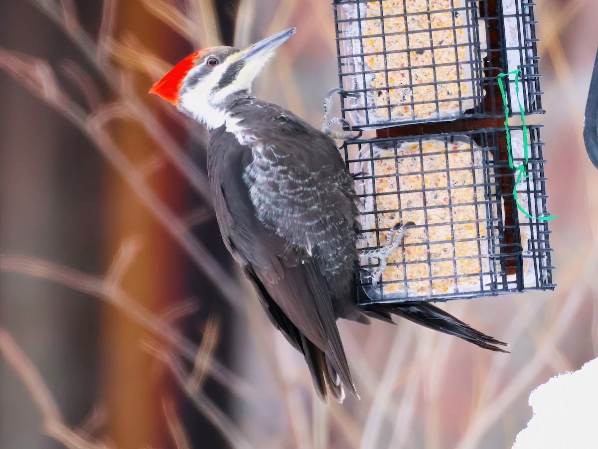 Pileated Woodpecker - ML647770134