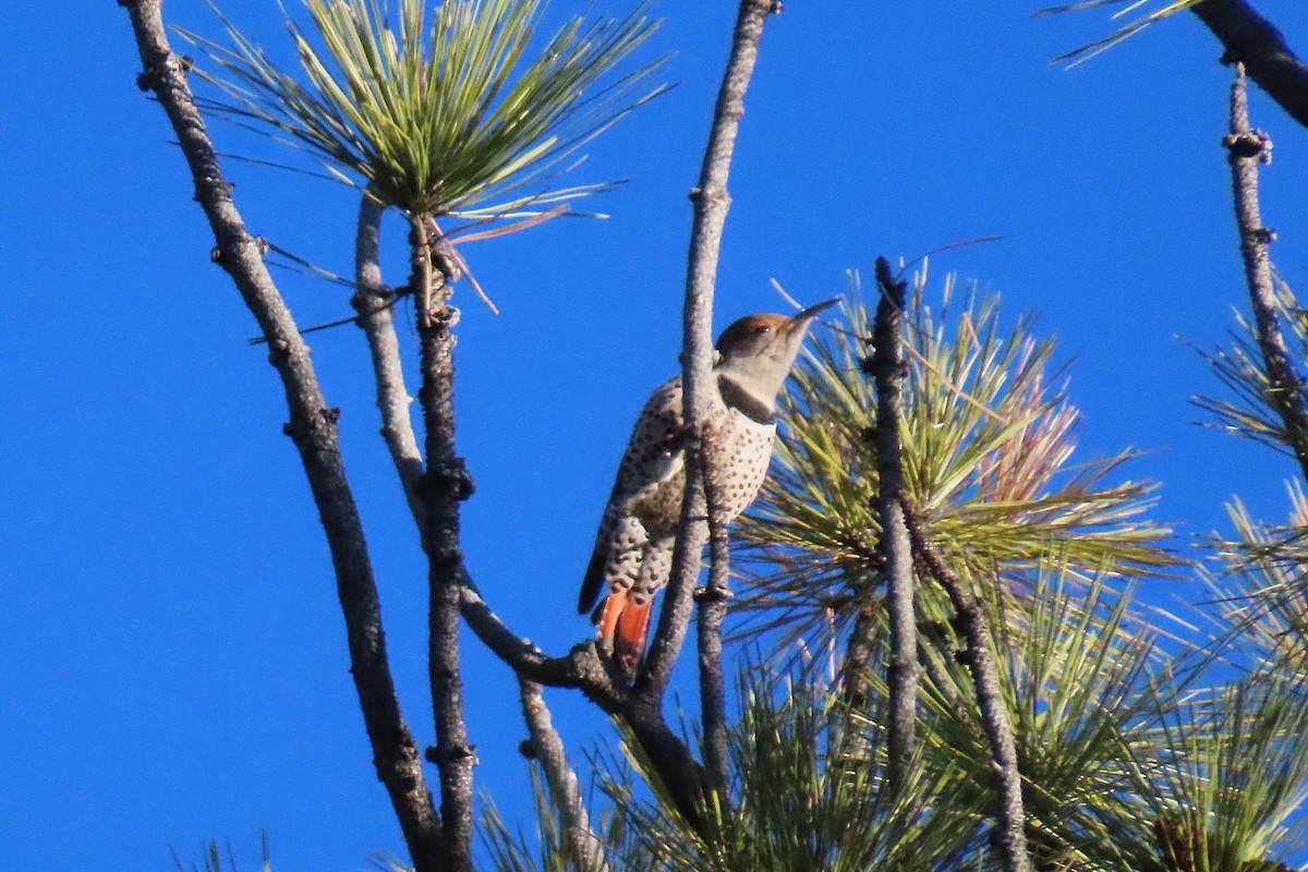 Northern Flicker - ML647770135