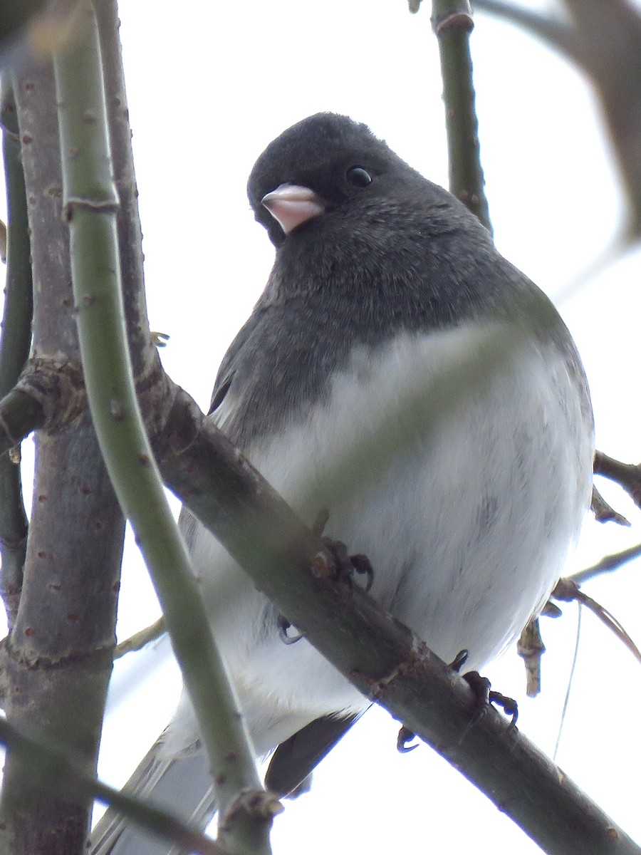 Dark-eyed Junco (Slate-colored) - ML647770136