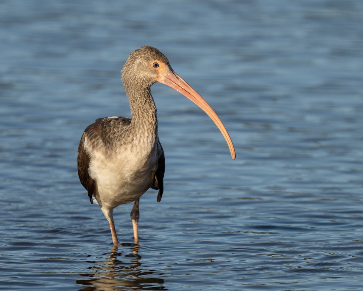 White Ibis - ML647770137