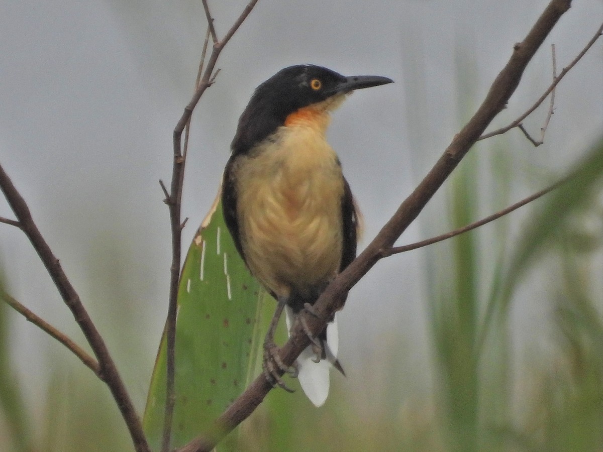 Black-capped Donacobius - ML647770138