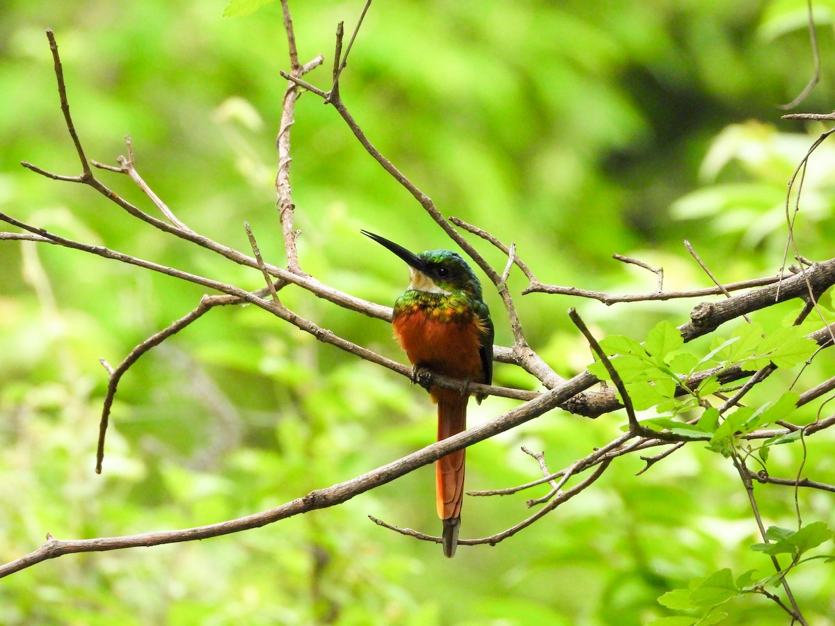 Rufous-tailed Jacamar - ML647770141