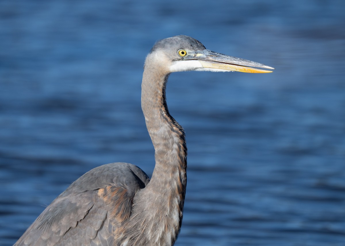 Great Blue Heron - ML647770142