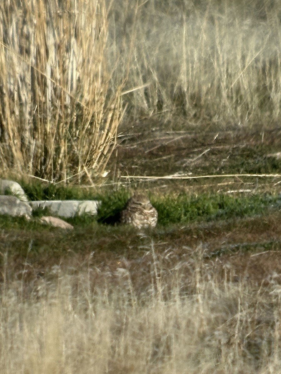 Burrowing Owl - ML647770143