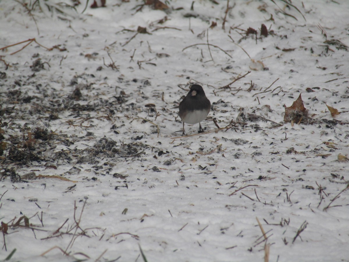 Dark-eyed Junco (Slate-colored) - ML647770145