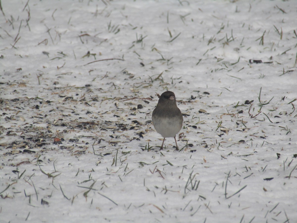 Dark-eyed Junco (Slate-colored) - ML647770146