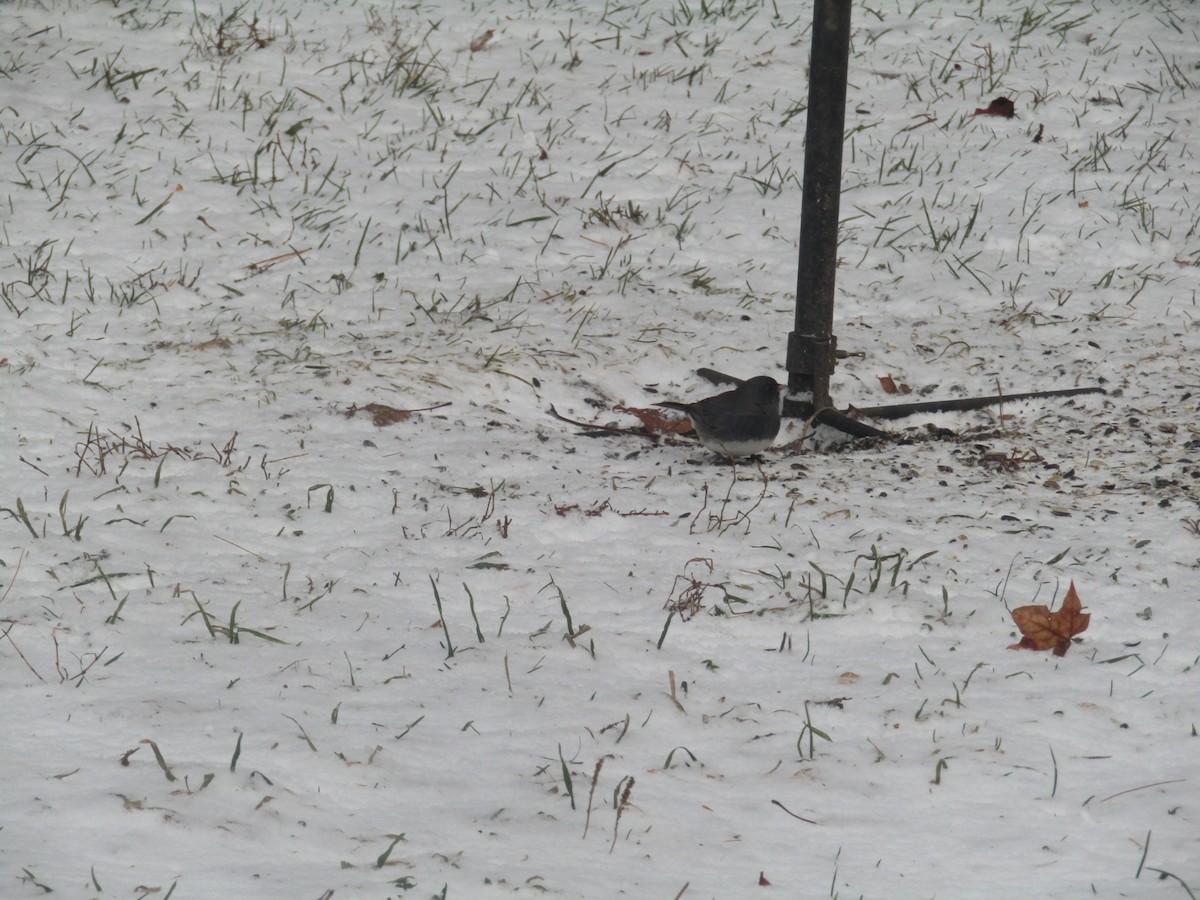 Dark-eyed Junco (Slate-colored) - ML647770147