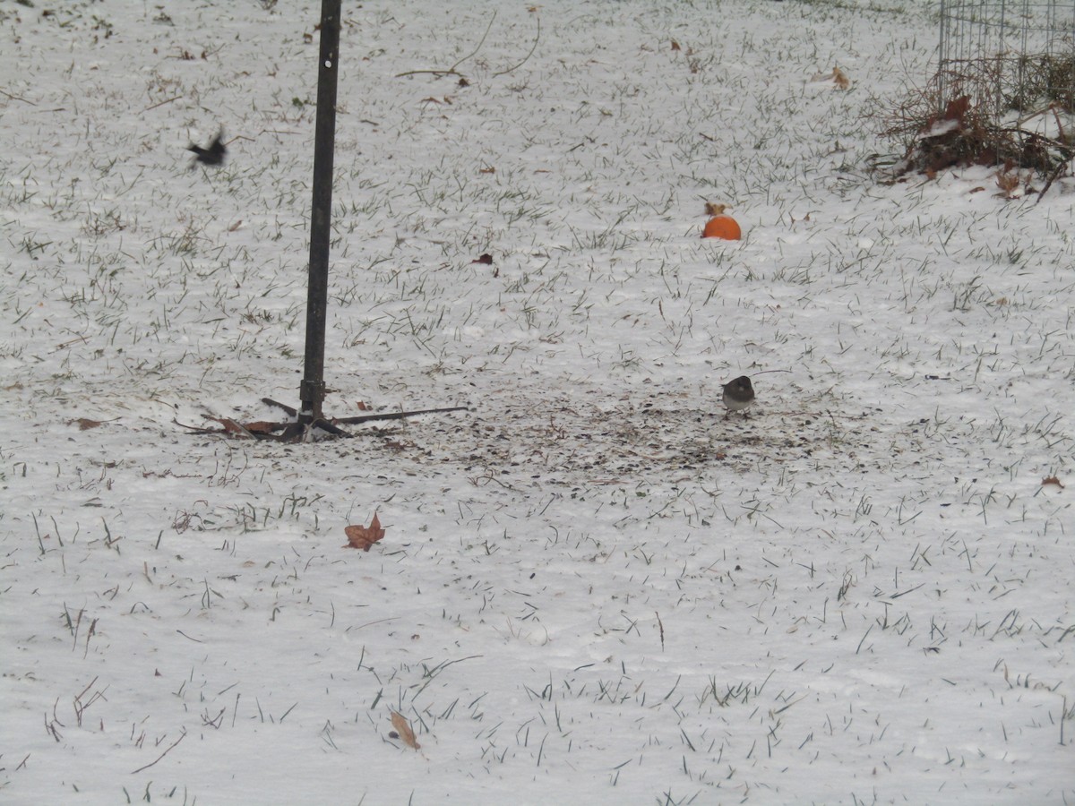 Dark-eyed Junco (Slate-colored) - ML647770148