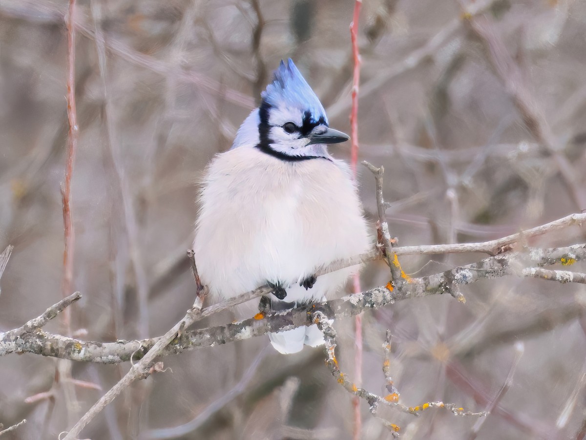 Blue Jay - ML647770149