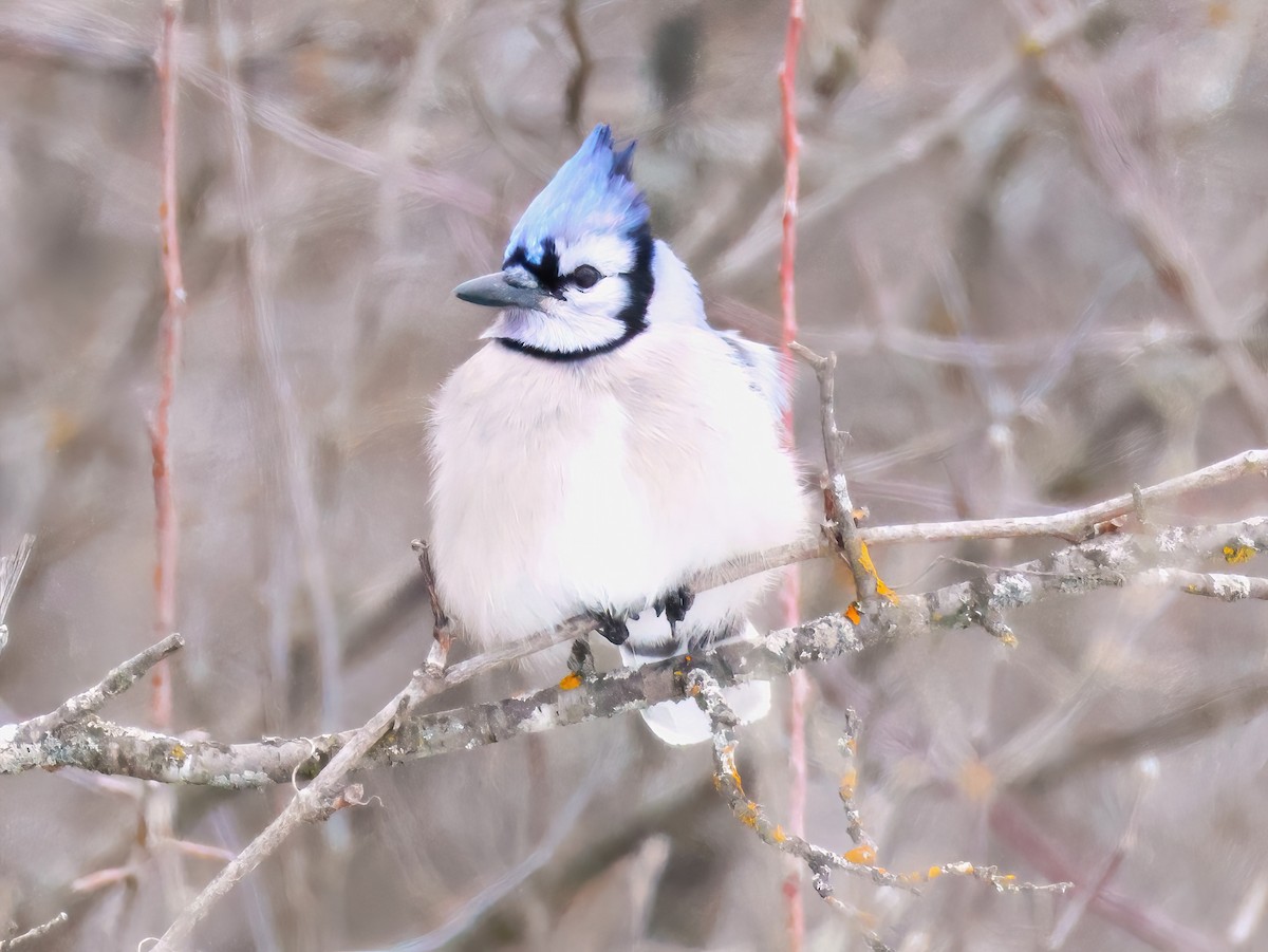 Blue Jay - ML647770151