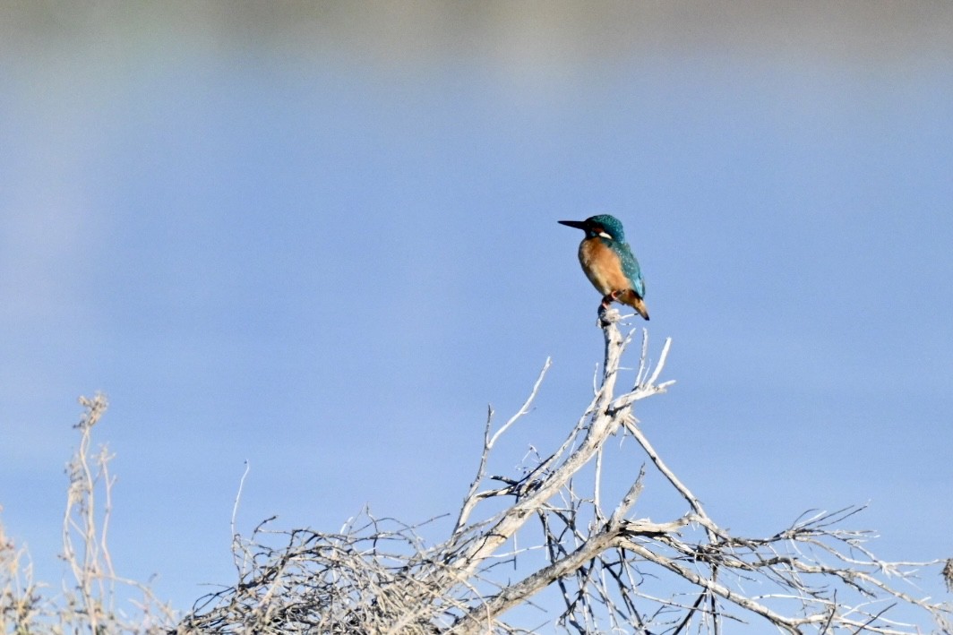 Common Kingfisher - ML647770152