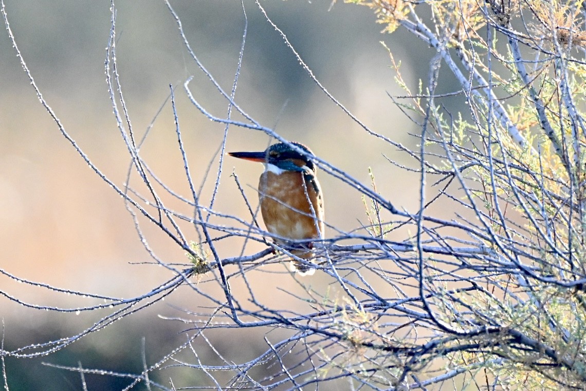 Common Kingfisher - ML647770153