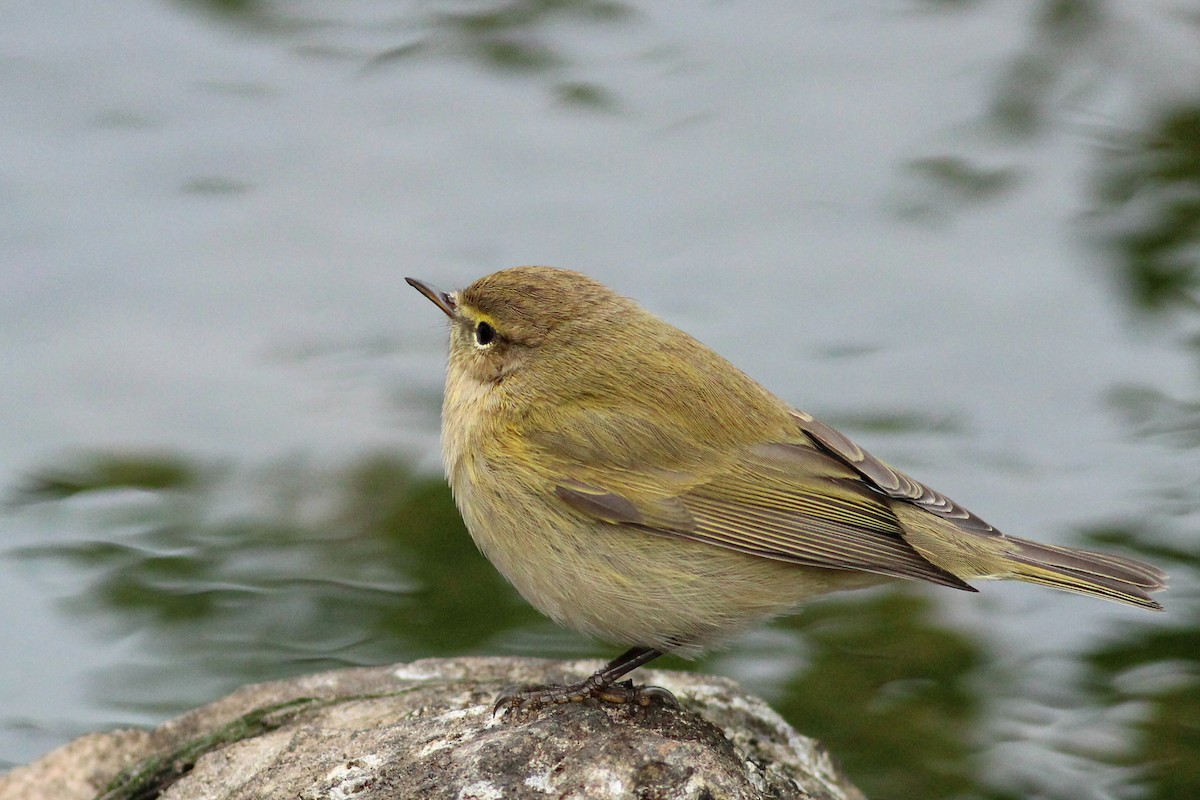 Common Chiffchaff - ML647770154